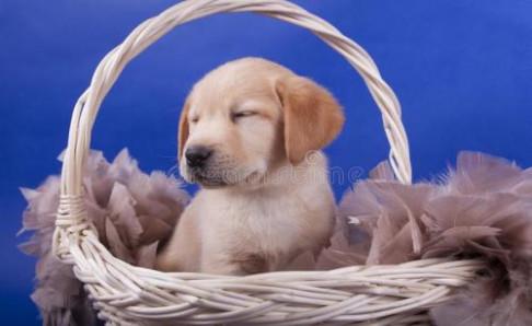 拉布拉多不能吃什么?不能吃的要坚决禁止