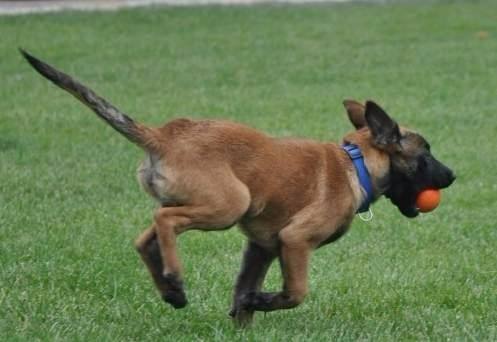 怎样训练马犬?训养计划很重要