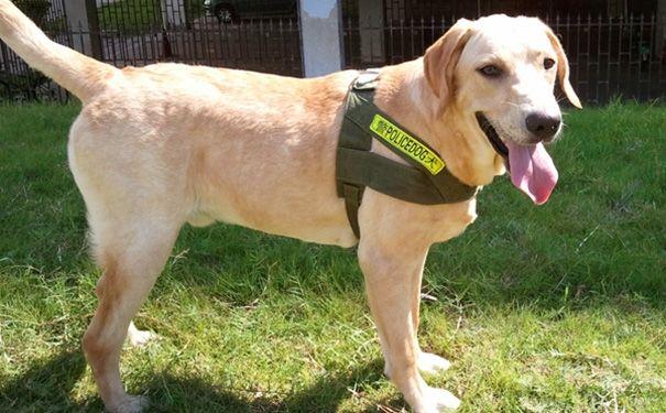 半岁拉布拉多怎么训练，注意好这几点就行了