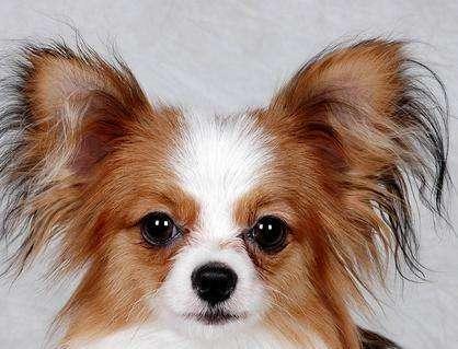 蝴蝶犬拉肚子怎么办？先搞清楚原因再对症治疗