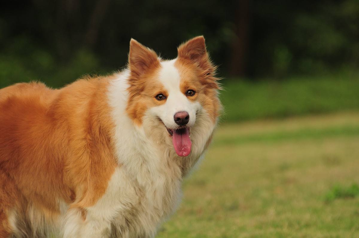 如何训练边境牧羊犬,学会这些你就是资深驯狗师