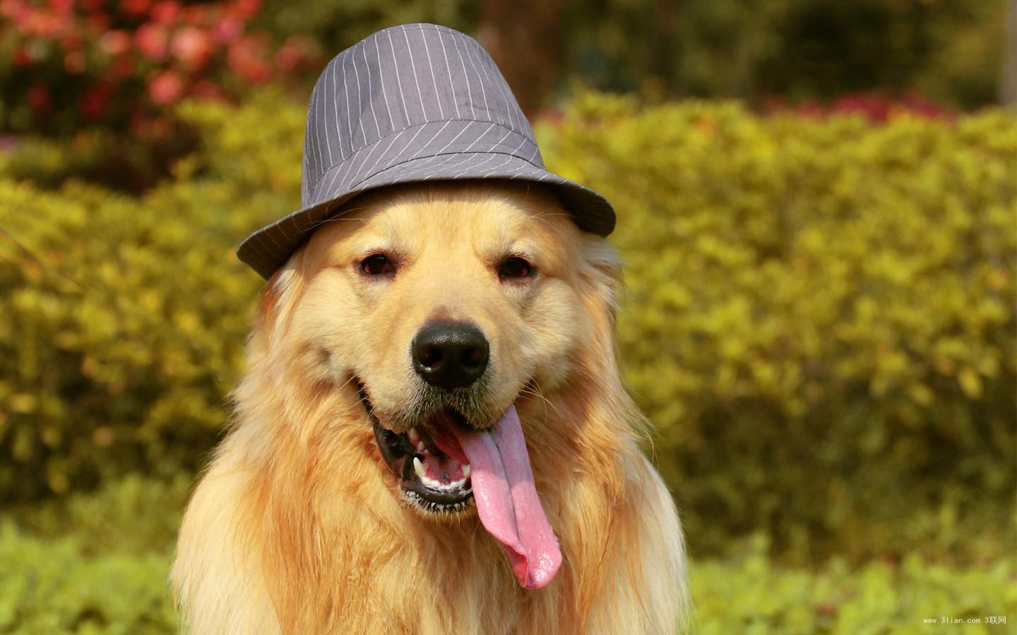 卡斯罗与金毛体型谁大,看看谁会战败