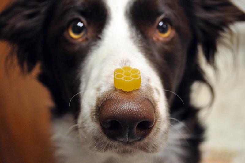 被狗狗抓伤怎么办?一些紧急应对措施