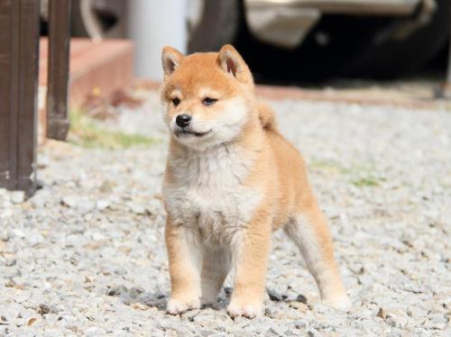 柴犬好还是秋田犬好?你的眼界决定了谁好
