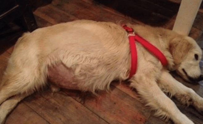 狗狗腹水肿了怎么办？常规的做法就是这样