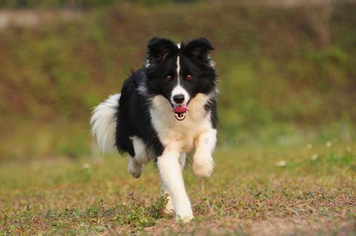 边牧和拉布拉多哪个好?来听听养宠达人怎么说