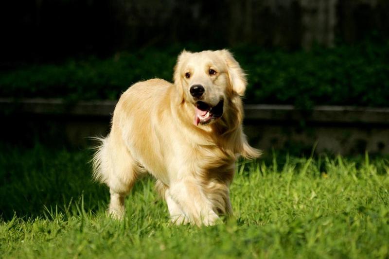 狗狗不吃狗粮怎么办?是不是这些方法不对