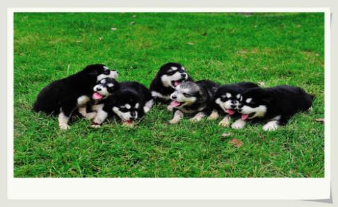 阿拉斯加幼犬晚上叫,大多数是没有安全感