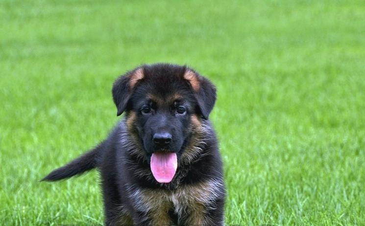 怎么训练德国牧羊犬?训练小技巧分享