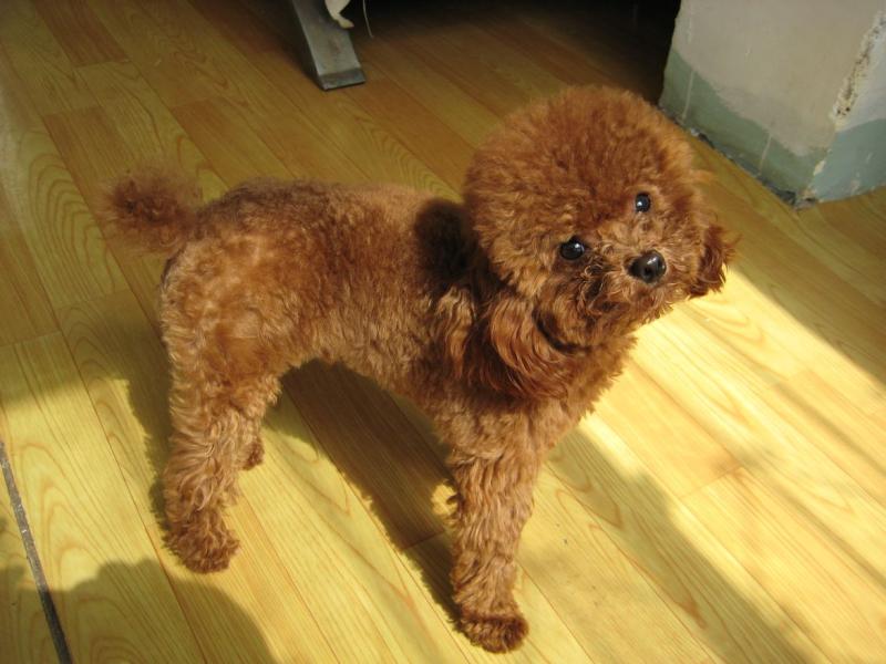 贵宾犬吐了怎么办?先找到原因