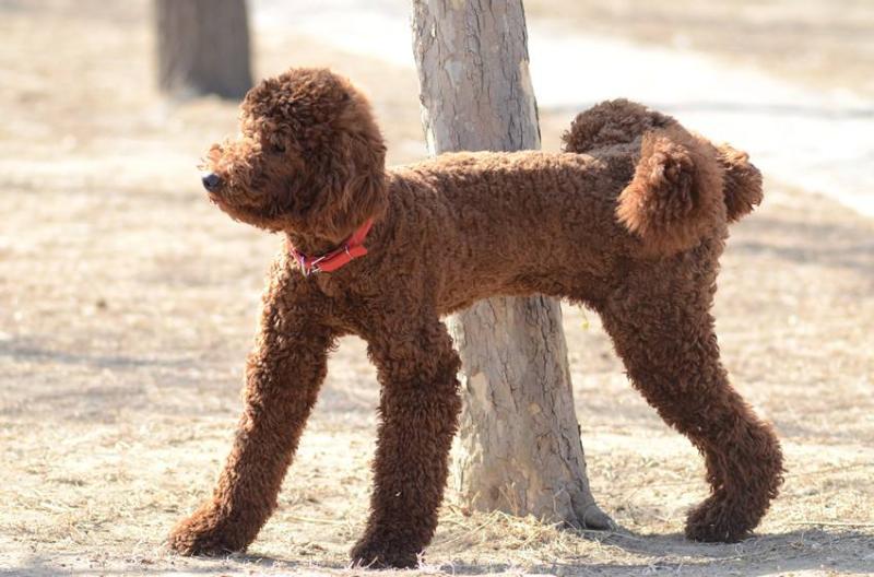 巨型贵宾犬会咬人吗？关键在于这几点