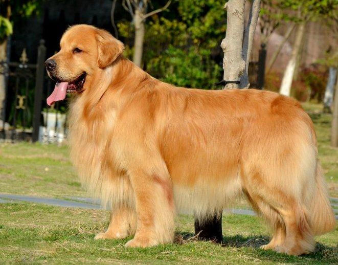 狗狗为什么要断尾?这里面自然是有道理的