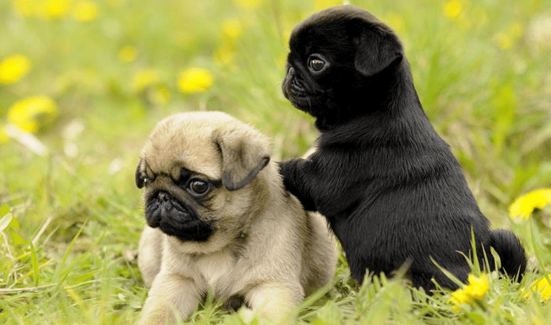 巴哥犬一胎能生几个? 这都是看缘分的呐