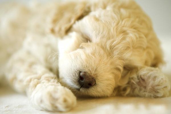 迷你贵宾犬有哪些品种?最常见的就是这几种