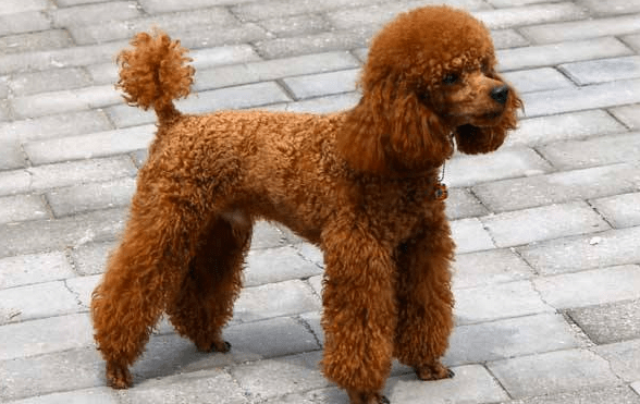 贵宾犬每年都打疫苗吗？一般都是这样的