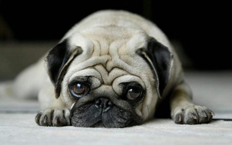 八哥犬怎么训练?这些技巧让它秒变“乖巧”