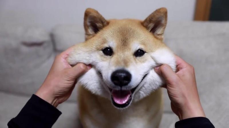 柴犬有几种颜色?常见的就是黄色