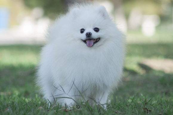 博美犬爱叫怎么办？ 技巧在手不再担心