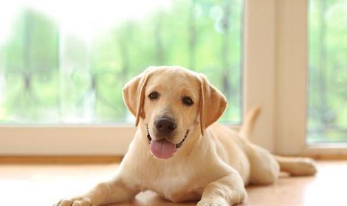成年拉布拉多喂养方法，重要的就是把握好这些方面