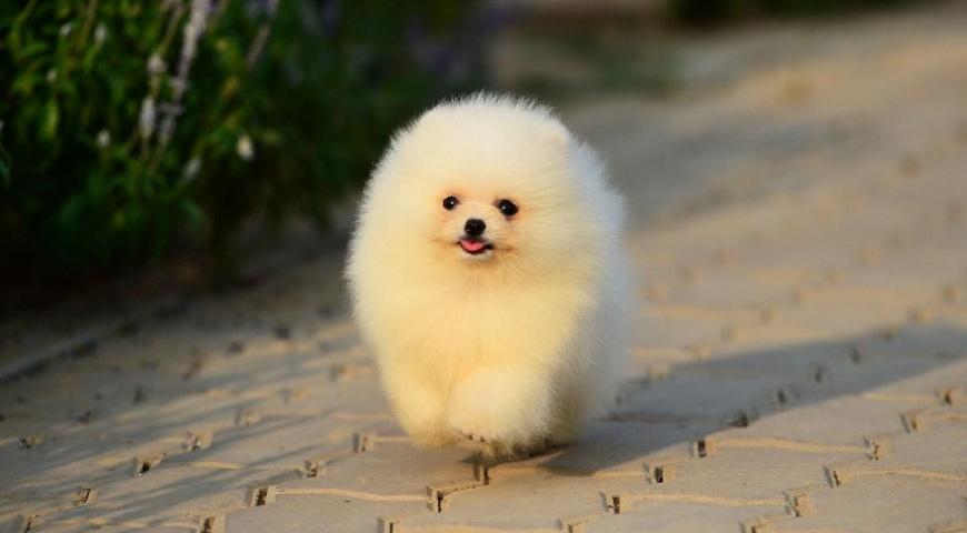 博美犬一次生子能生多少个,来感受伟大的母爱