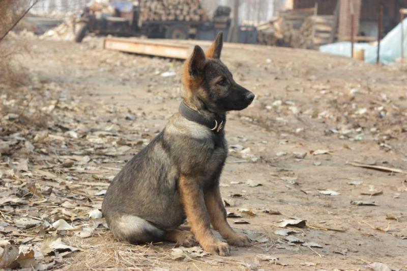 东德牧羊犬怎么看纯不?关键在这几点