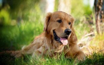 金毛寻回犬怎么训练?聪明的狗子省事不少
