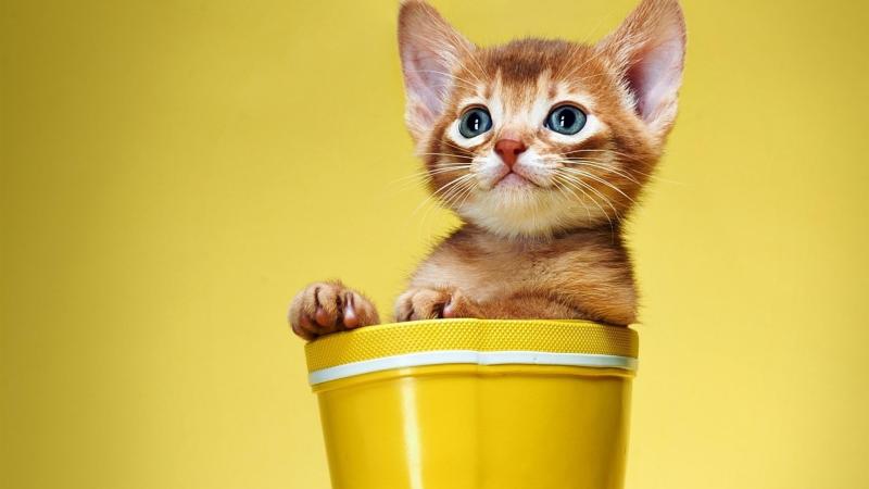 猫一般能活多久?猫有九命是真的吗
