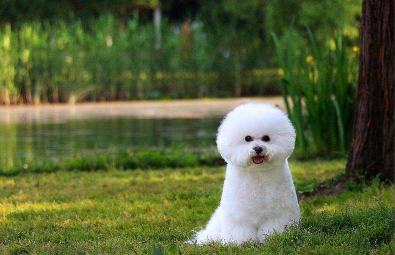 比熊犬有几种?不清楚的可以了解下