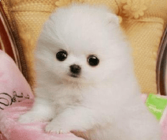 博美犬多大就是成年犬了?正常来讲应该是这样的