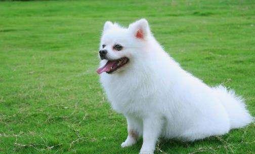 狗狗发情怎么办?做好这些方面的事项