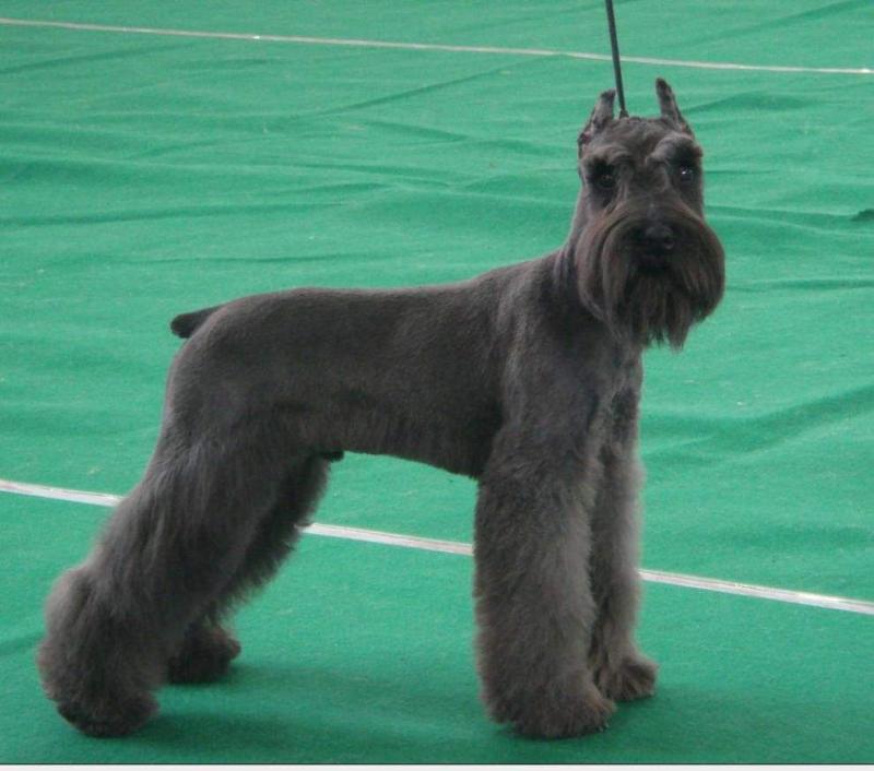 雪纳瑞多大开始训练？都是有个标准的