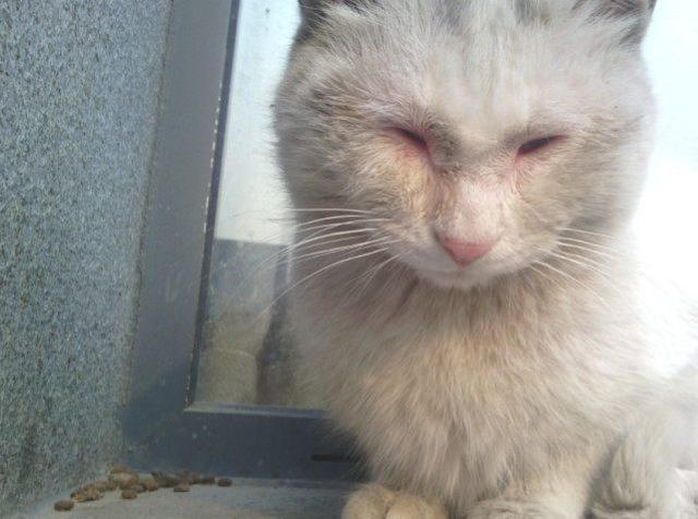 猫有狂犬病吗