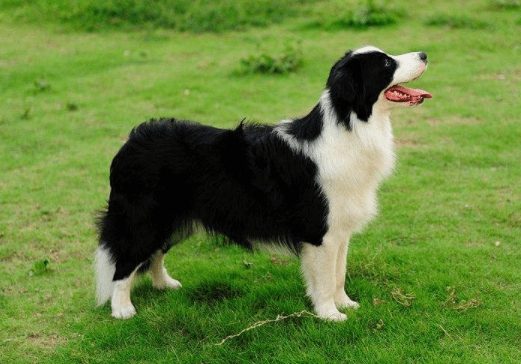 边境牧羊犬和史宾格哪个好?理性且全面的来对比一下