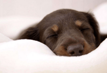 火车上能带宠物吗,出门怎么携带宠物?