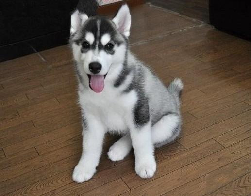 狗狗能吃杨梅吗?吃水果要注意这些情况