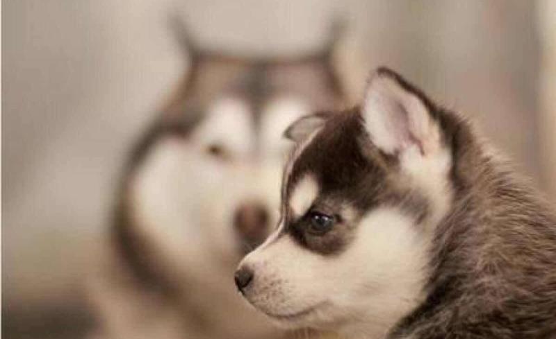 阿拉斯加犬适合家养吗?养之前看清楚想好了