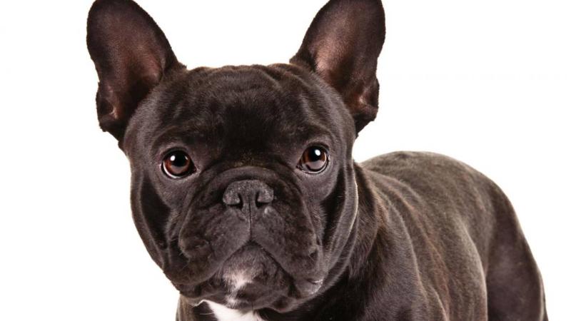 法国斗牛犬凶不凶?外表不是它的真心