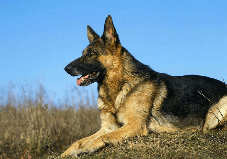 世界犬种智商排行 泰迪居然比金毛聪明