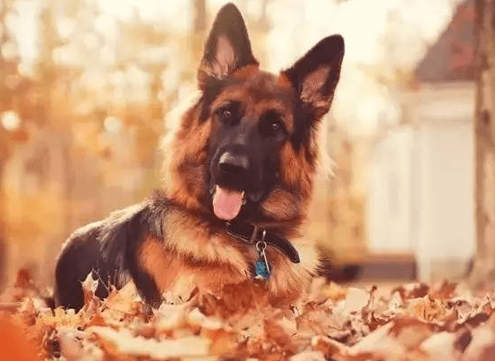 德国牧羊犬凶吗? 不要再“以貌取狗”了