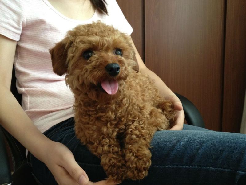 泰迪把你当主人的表现，有这些行为就差不多了