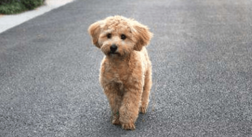 贵宾犬得了皮肤病怎么治疗?通用的做法是这样