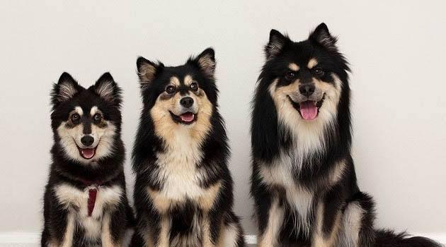 像狐狸的狗是什么品种?这几种都像