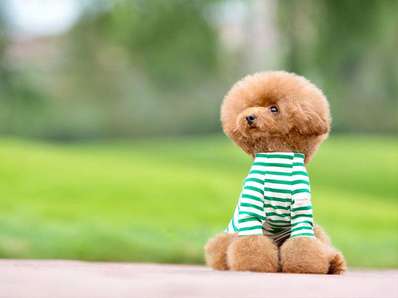 标准公泰迪寿命多少年,正常情况下是这样的