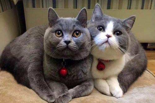 猫咪可以喝牛奶吗