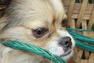 狗狗有泪痕怎么办？一定要先搞清楚缘由