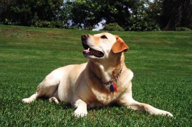 拉布拉多为什么容易丢？这个跟性格可能有关系