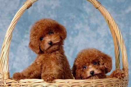 贵宾犬可以吃苹果吗？这些禁忌要记住了