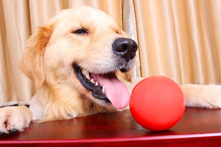 金毛犬喜欢玩什么?这几样就够了