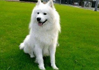 萨摩耶不能吃什么?狗狗饮食重点注意