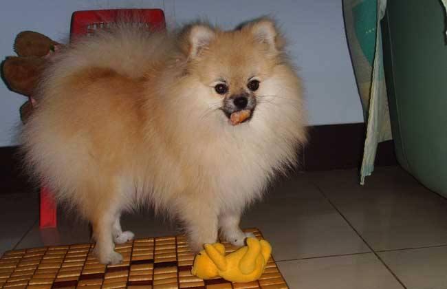 博美吃什么长胖，要有科学的饮食习惯